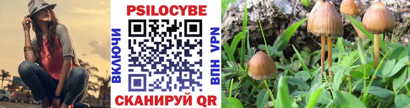 дарнет шоп  Жердевка  мега   Псилоцибиновые грибы Psilocybine cubensis 